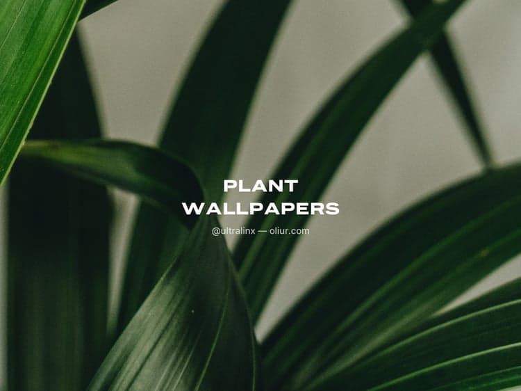 Plant Wallpaper Pack